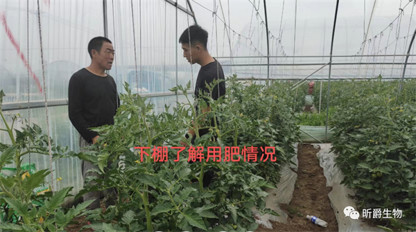 园棚速清清园剂 园棚速清清园剂