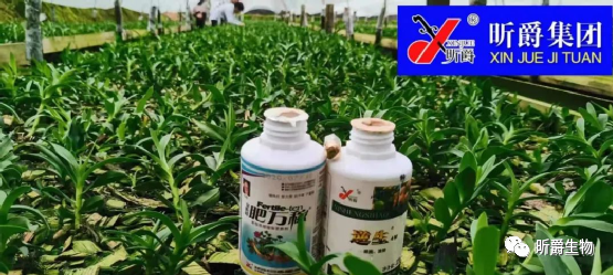 昕爵逆生4号 昕爵逆生4号