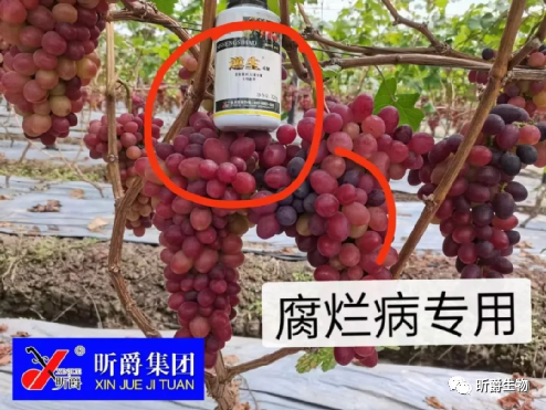 腐烂溃疡病专用 腐烂溃疡病专用