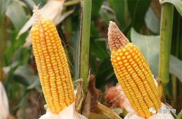 玉米使用淝力精对比 玉米使用淝力精对比