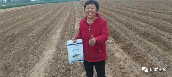 昕爵哈茨紫孢菌解决土壤土传病害、预防死苗烂根有良效! 昕爵哈茨紫孢菌解决土壤土传病害、预防死苗烂根有良效!