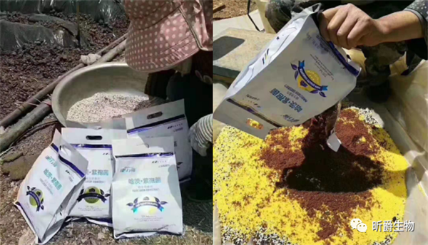 哈茨木霉菌 哈茨木霉菌