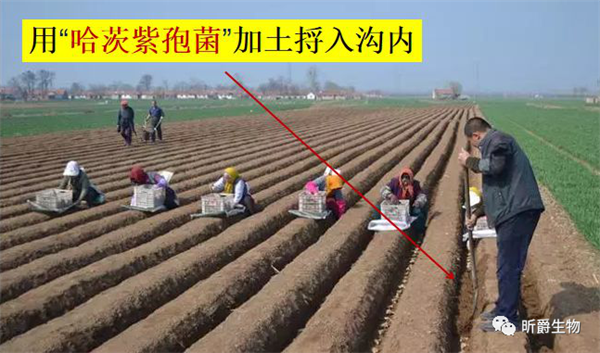 昕爵哈茨木霉菌 昕爵哈茨木霉菌