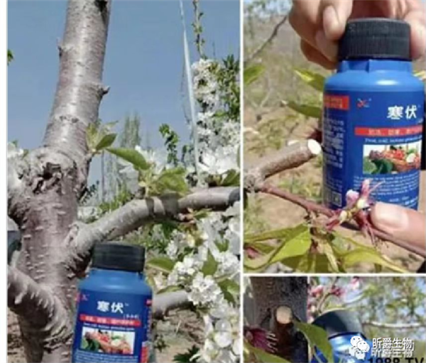 寒伏作物抗寒保护剂 寒伏作物抗寒保护剂