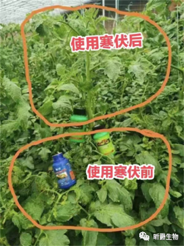 寒伏在大棚蔬菜上使用效果 寒伏在大棚蔬菜上使用效果
