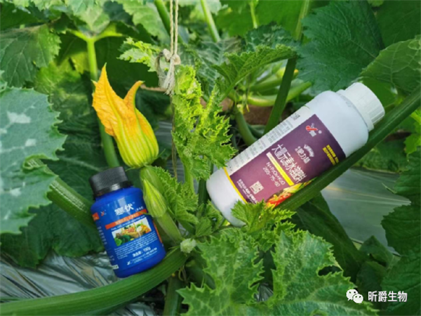 寒伏不怕冻 寒伏不怕冻