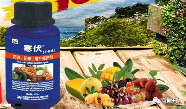 昕爵寒伏不怕冻 昕爵寒伏不怕冻