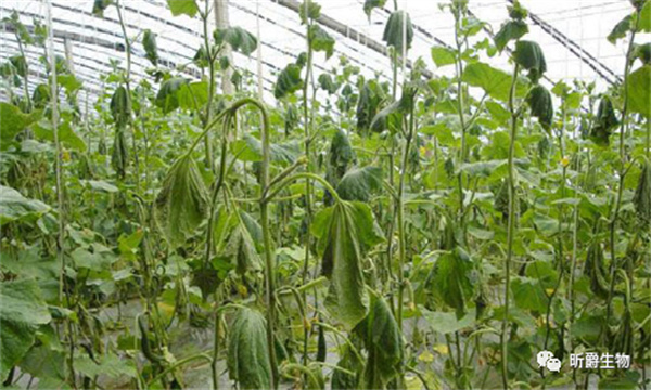 作物如何预防冻害 作物如何预防冻害