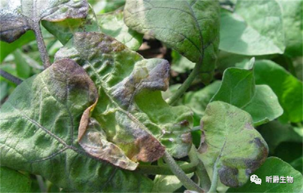 作物冻害的表现 作物冻害的表现