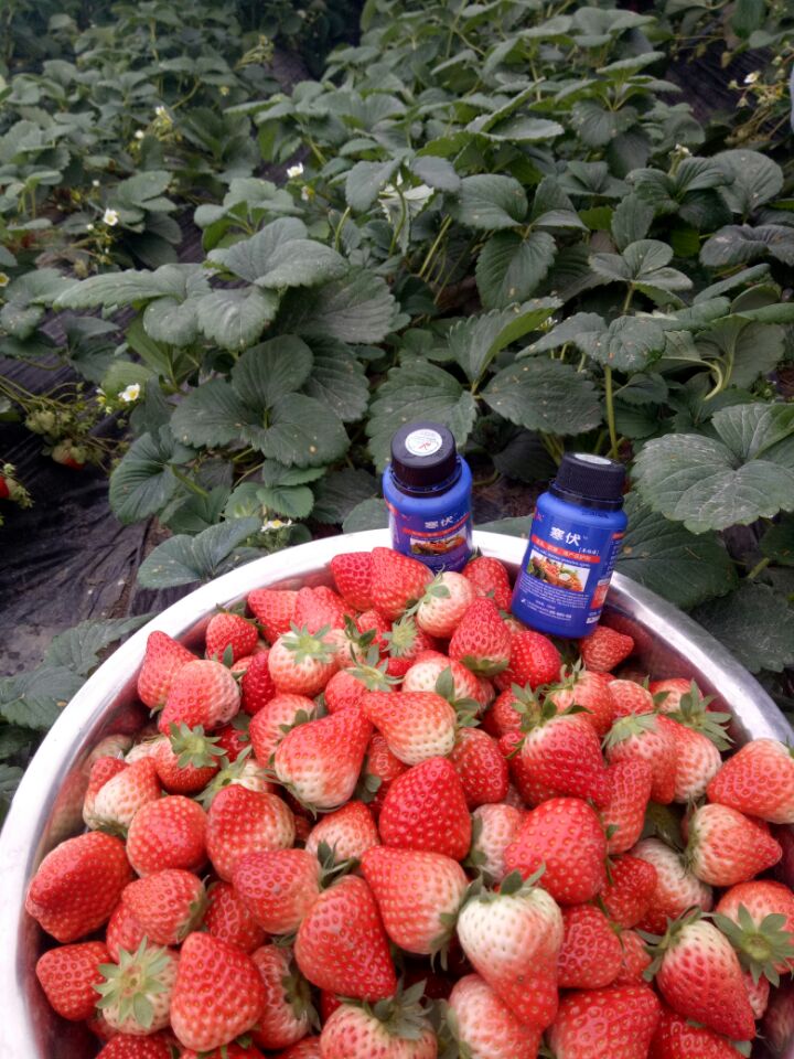 草莓防冻用昕爵寒伏 草莓防冻用昕爵寒伏