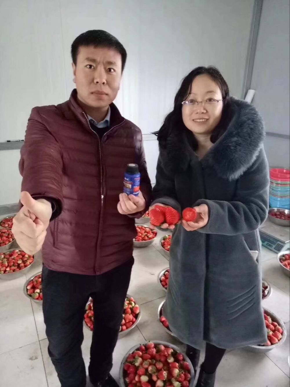 寒伏不怕冻 寒伏不怕冻