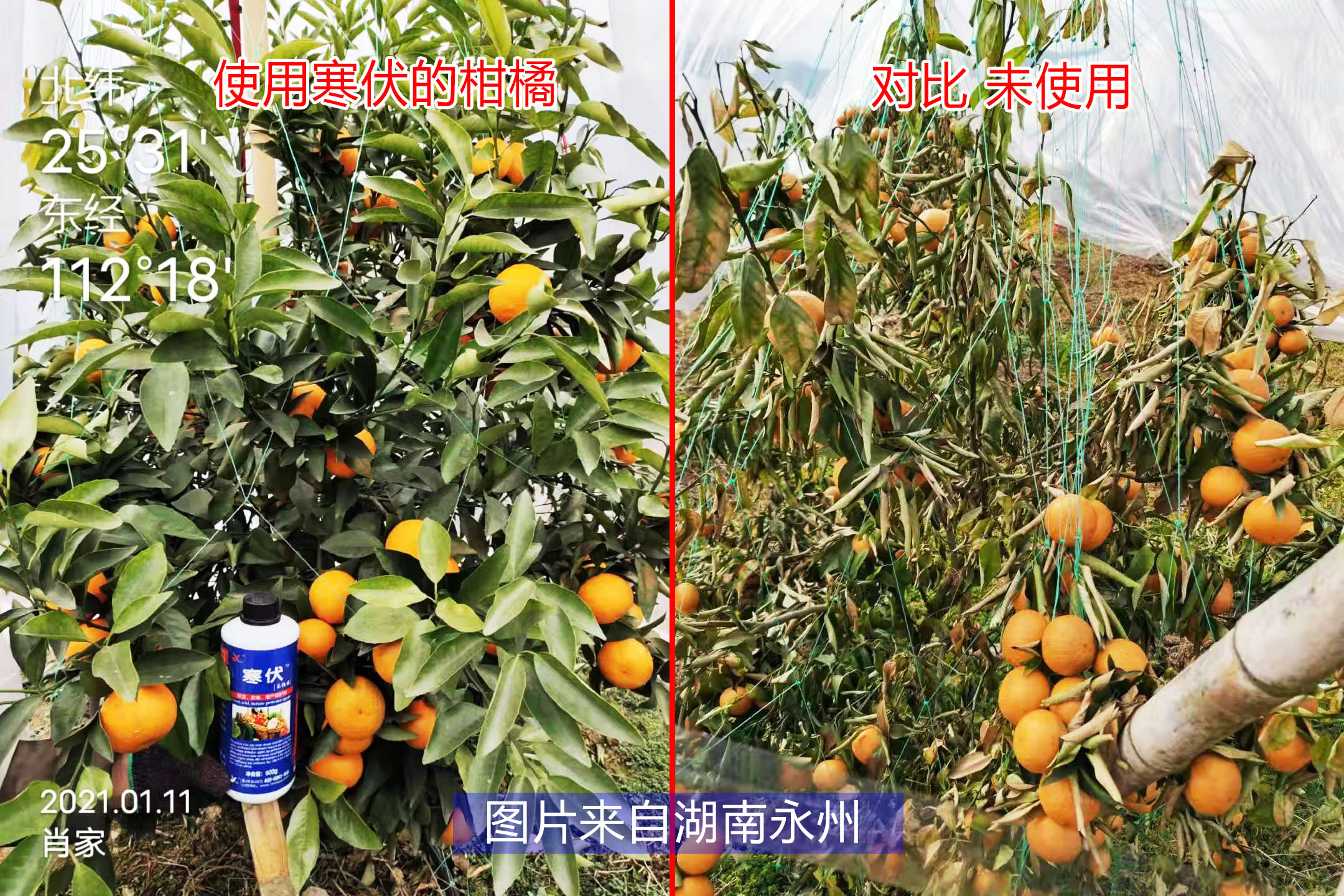 柑橘使用寒伏对比 柑橘使用寒伏对比