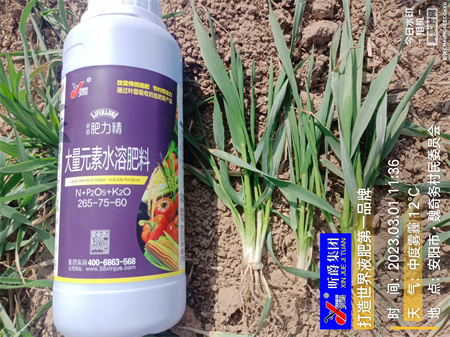 小麦拔节期病害高发，一喷三防很关键