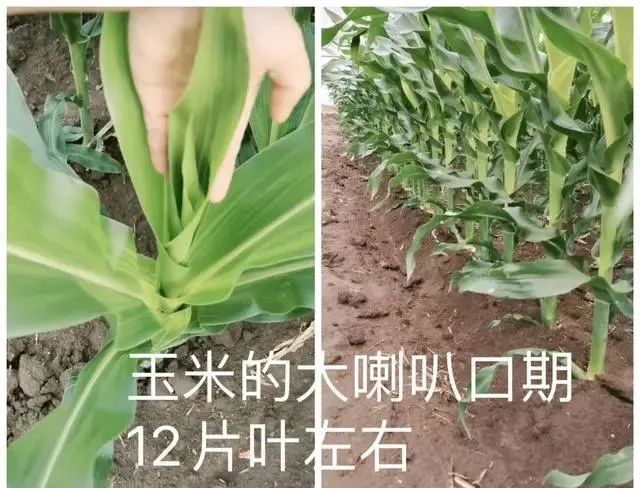 夏玉米追什么样的肥最好？试试这款抗旱的液态复合肥吧