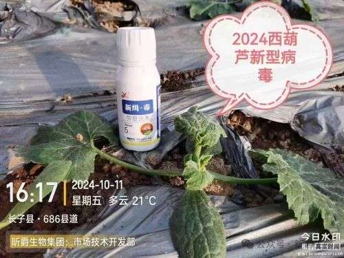 高温极易引来作物病毒病爆发，用昕爵新缉·毒做好防治