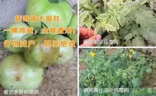 有了昕爵新缉&middot;毒，作物病毒病防治并不难