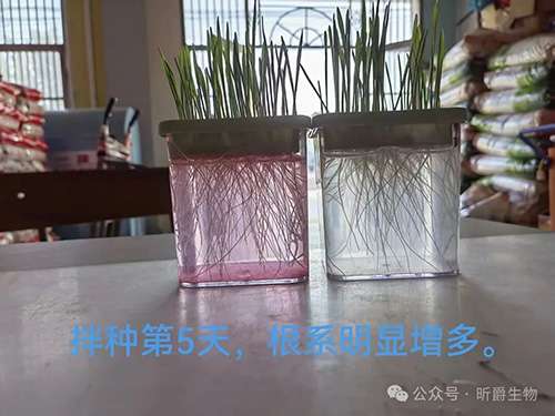 低温高湿，今年的小麦拌种怎么办？