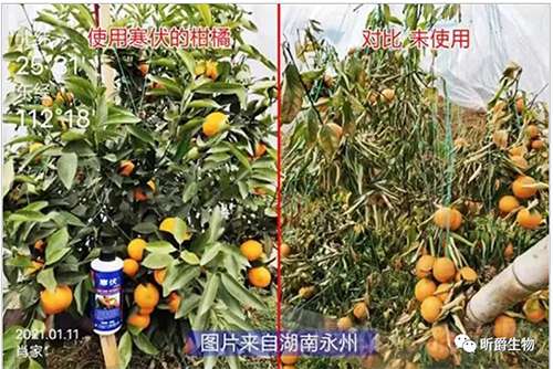 冬季作物防寒用什么？抗寒抗冻保护剂就用昕爵寒伏