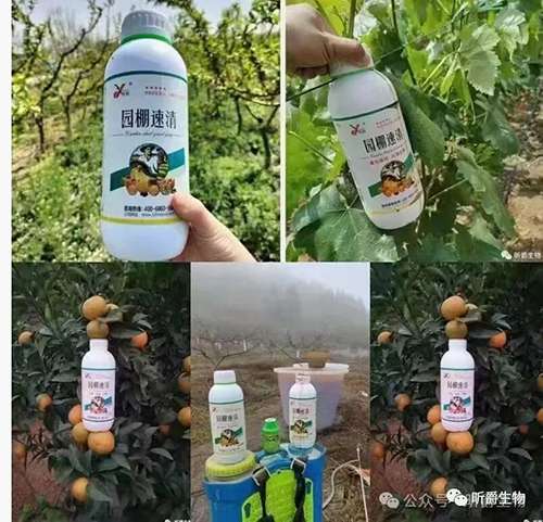 果树清园就用新型清园剂园棚速清