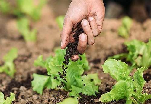 硅元素对植物的重要性