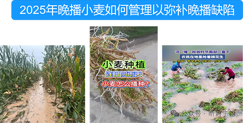 今年晚播小麦要想产量高，追肥就用翡利晶