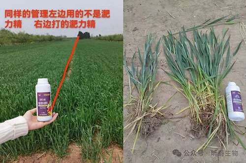 追肥产品翡利晶，帮助作物产量提高用事实说话